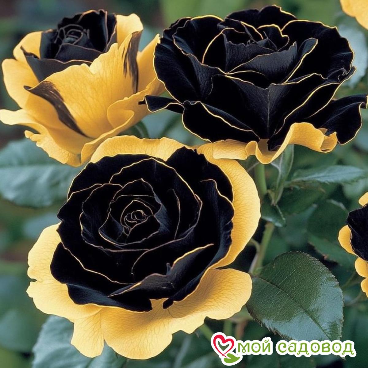 Роза Ханни Сикл