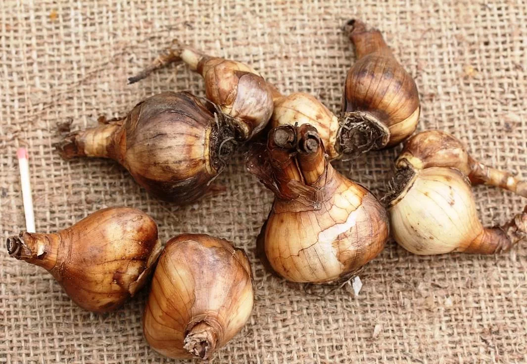 Нарцисс Голден Дукат